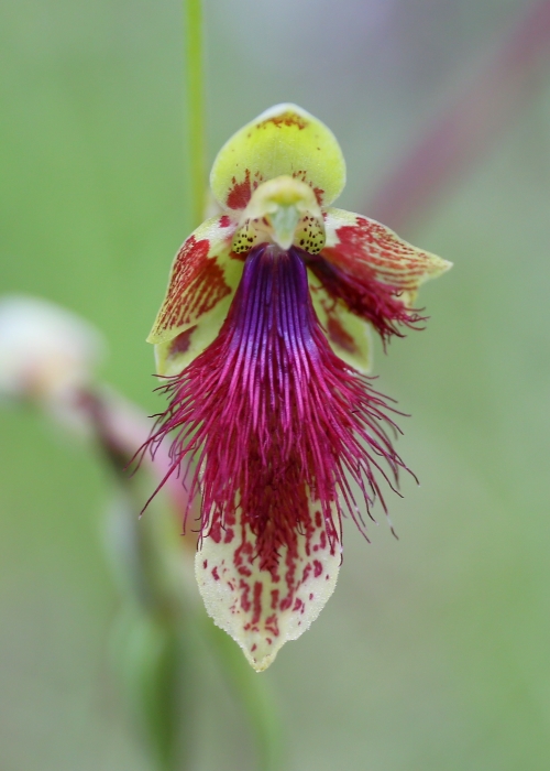 North Queensland Plants Orchidaceae